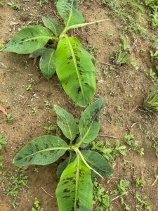 chuối tiêu hồng bật rễ