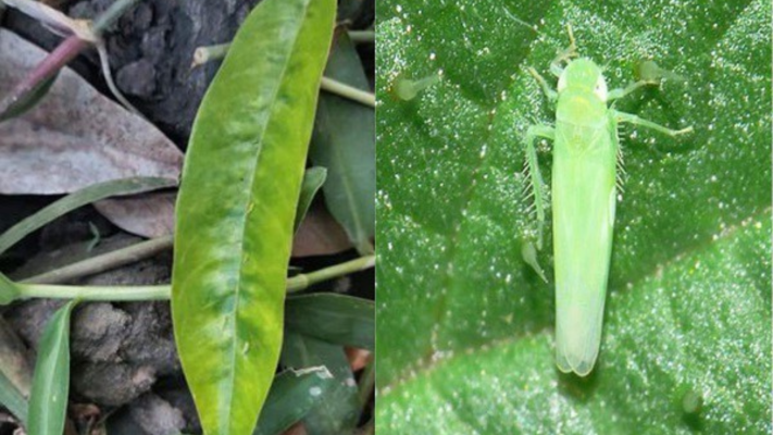 Rầy xanh hại sầu riêng