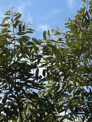 rầy xanh hại sầu riêng