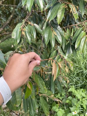 Quản lý cơi đọt đồng loạt để phòng rầy xanh hại sầu riêng hiệu quả