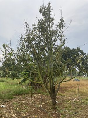 rầy xanh hại sầu riêng gây rụng đọt