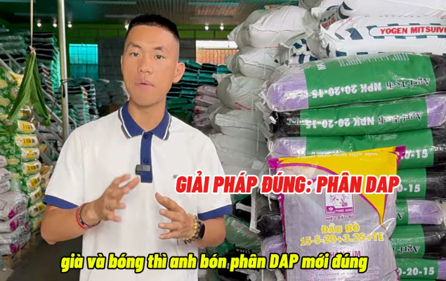 Phân DAP 18-46-0 dùng trong bón phân sầu riêng giai đoạn lá già