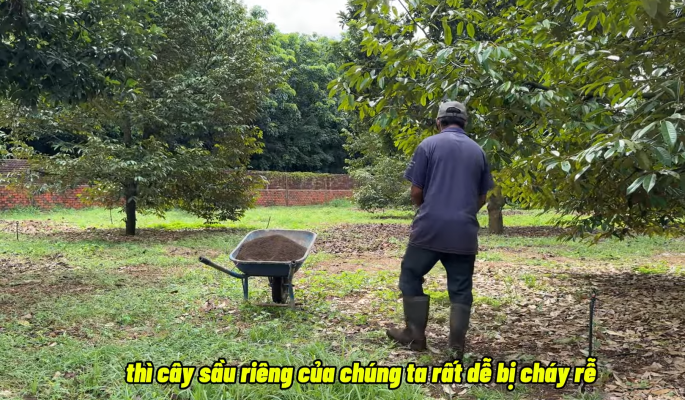 Bón phân sầu riêng sai liều lượng có thể gây cháy rễ cây