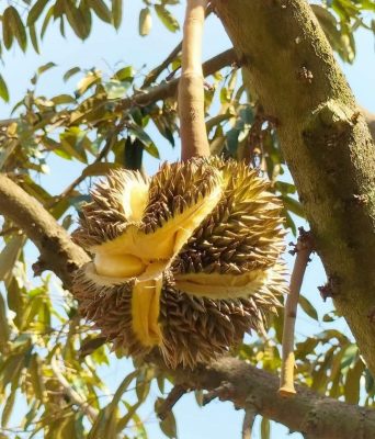 Nứt trái sầu riêng do mất cân bằng nước và dinh dưỡng trong giai đoạn nuôi trái