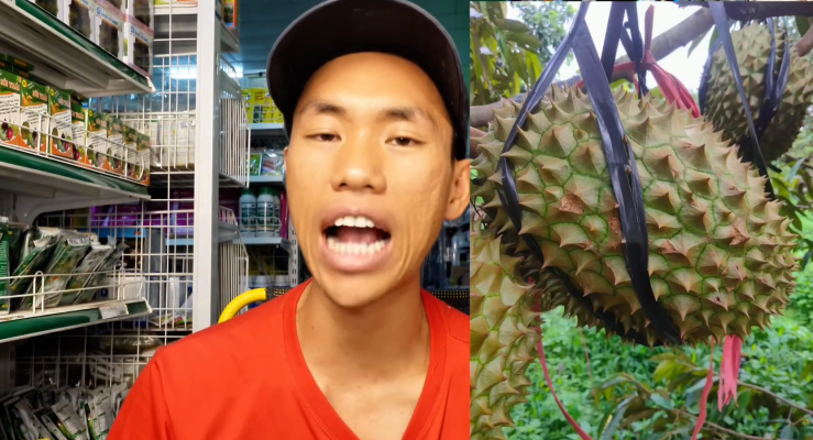 Nứt trái sầu riêng sớm do sốc nước và đất khô ướt thất thường