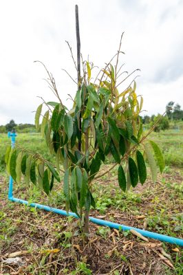 Cây sầu riêng bị khô đọt, đứng ngọn, sinh trưởng chậm