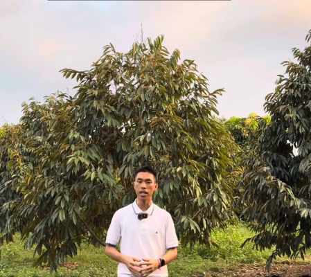 Sầu riêng bị khô đọt trong vườn trồng thực tế, biểu hiện cây suy yếu dù chăm sóc đầy đủ