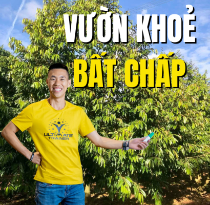 Vườn sầu riêng hữu cơ bậc cao khỏe mạnh bất chấp xung quanh dùng phân hóa học