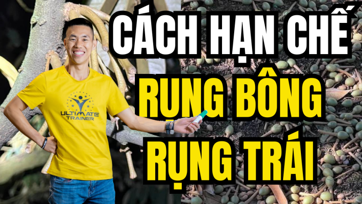 rụng trái sầu riêng hàng loạt sau mưa và giải pháp đổ bê tông cuống trái