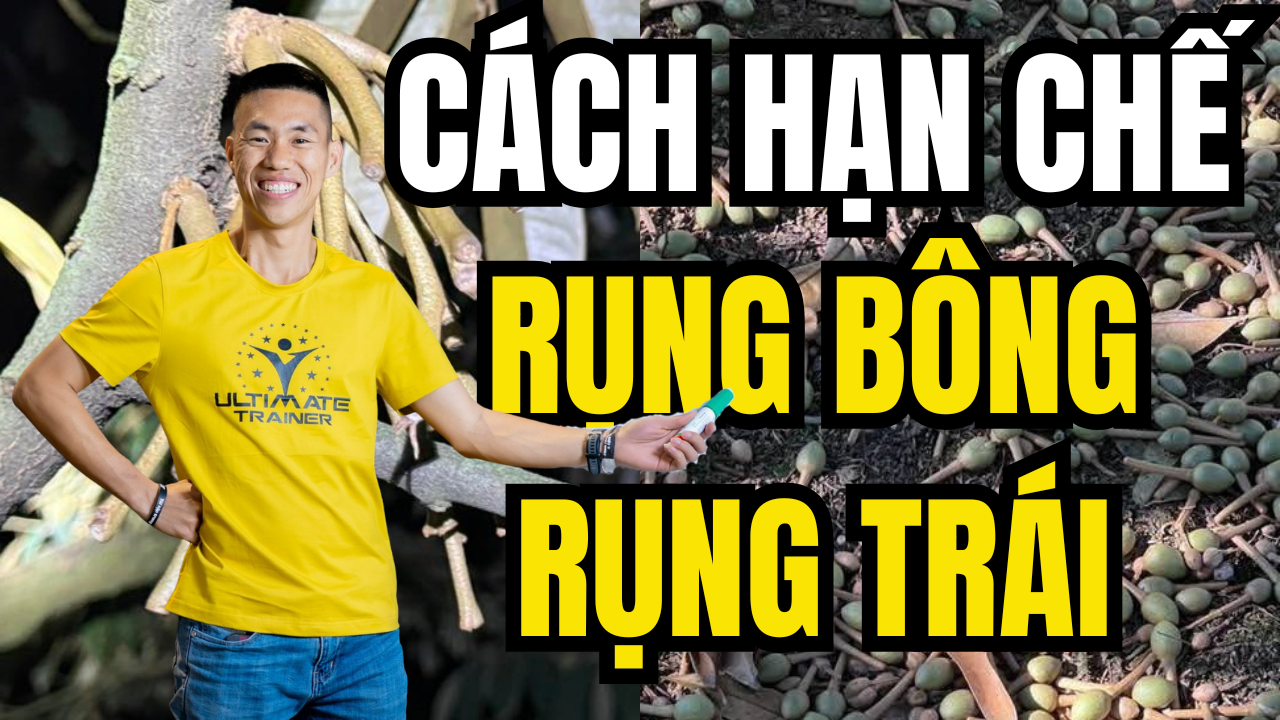 rụng trái sầu riêng hàng loạt sau mưa và giải pháp đổ bê tông cuống trái