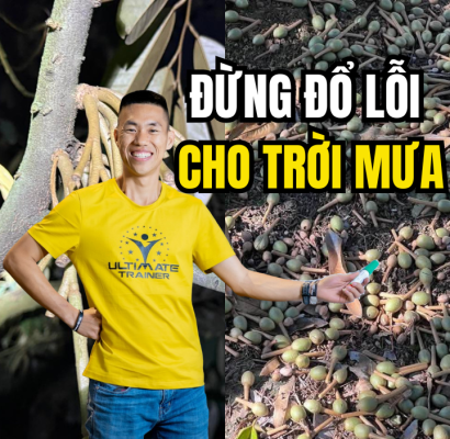 cuống dài như đỉa nhưng vẫn rụng trái sầu riêng