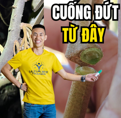 cuống đứt tại tầng rời gây rụng trái non sầu riêng