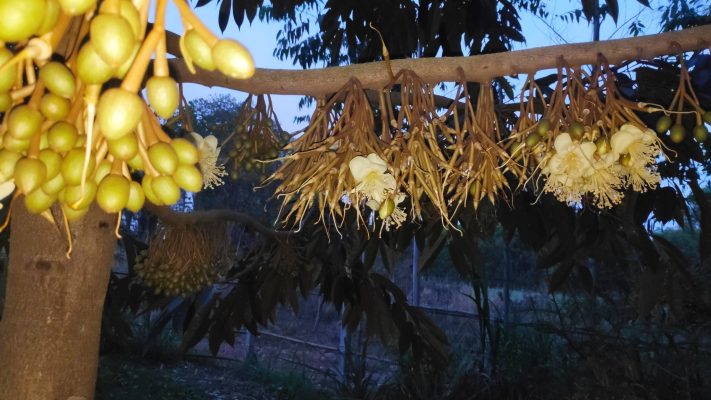 sầu riêng sau xổ nhuỵ dễ rụng bông và rụng trái non