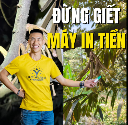 Đừng giết máy in tiền khi xử lý rụng trái sầu riêng sai cách