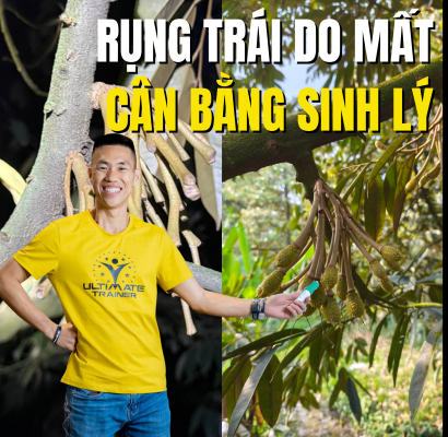 Rụng trái sầu riêng hàng loạt do mất cân bằng sinh lý – Phạm Đức Thiện chia sẻ giải pháp