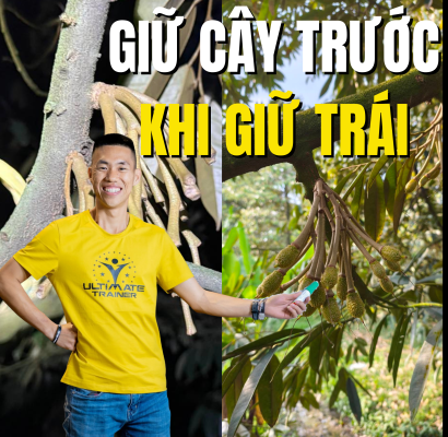 Giữ cây khỏe trước khi giữ trái để hạn chế rụng trái sầu riêng