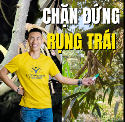 Chặn đứng rụng trái sầu riêng bằng giải pháp cân bằng sinh lý cây