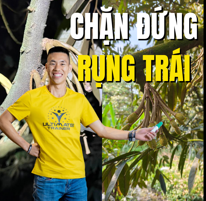 Chặn đứng rụng trái sầu riêng bằng giải pháp cân bằng sinh lý cây