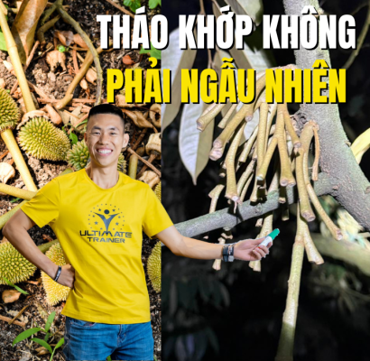 tháo khớp sầu riêng không phải ngẫu nhiên do mất cân bằng sinh lý