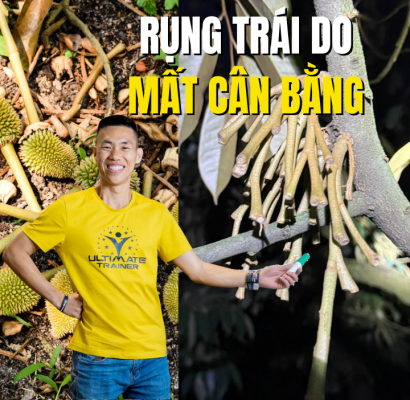 rụng trái do mất cân bằng gây tháo khớp sầu riêng