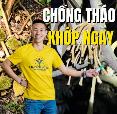 chống tháo khớp sầu riêng bằng cách siết đỉnh sinh trưởng