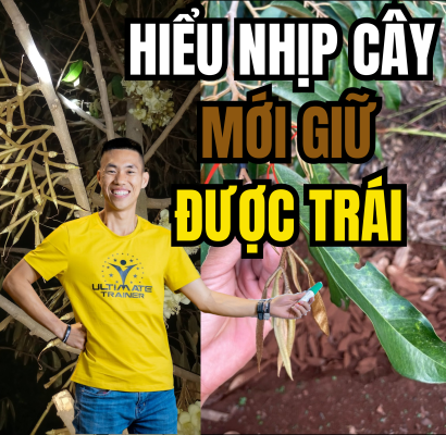 Hiểu nhịp cây để giữ trái khi đọt sầu riêng phóng mạnh – Phạm Đức Thiện chia sẻ kỹ thuật sinh lý