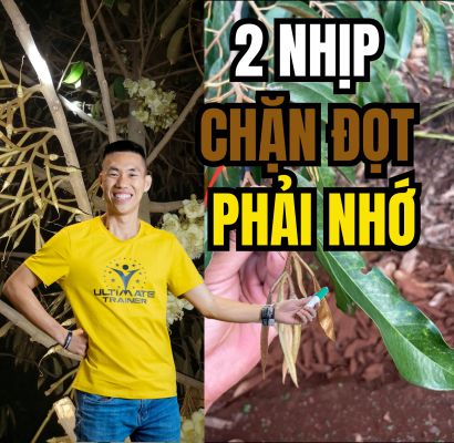 2 nhịp chặn đọt sầu riêng đúng sinh lý giúp giữ trái và hạn chế rụng