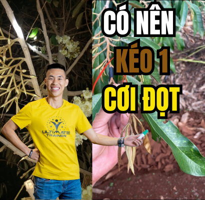 Có nên kéo một cơi đọt sầu riêng khi cây đang mang trái non