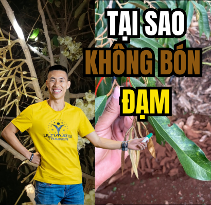 Tại sao không nên bón đạm khi đọt sầu riêng phóng mạnh trong giai đoạn mang trái