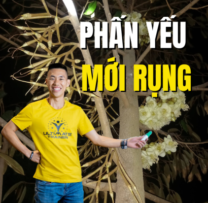 Phấn yếu sinh lý gây rụng bông khi quét phấn xổ nhuỵ sầu riêng