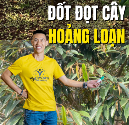 Bạn đang làm sai khi kiểm soát đọt sầu riêng khiến trái rụng?