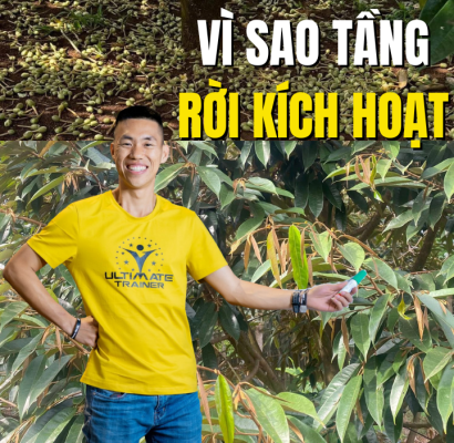 Cơ chế tầng rời kích hoạt khi kiểm soát đọt sầu riêng sai kỹ thuật