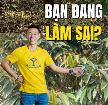 Đốt đọt sai cách trong kiểm soát đọt sầu riêng khiến cây hoảng loạn và rụng trái