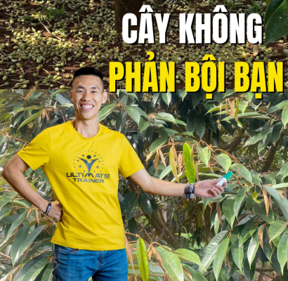 Hiểu sinh lý cây để kiểm soát đọt sầu riêng và giữ trái bền vững