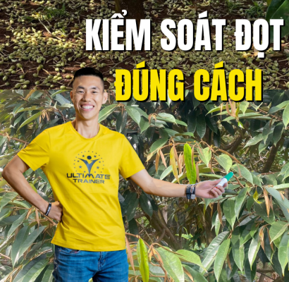 Kiểm soát đọt sầu riêng đúng cách giúp giữ trái non và hạn chế rụng trái hàng loạt