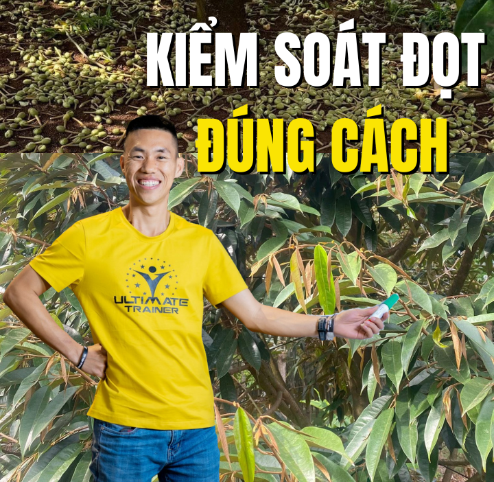 Kiểm soát đọt sầu riêng đúng cách giúp giữ trái non và hạn chế rụng trái hàng loạt