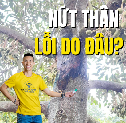 nut than xi mu sau rieng loi do dau thieu canxi hay nam phytophthora