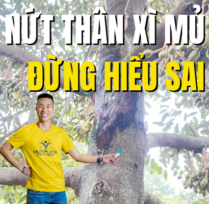 nut than xi mu sau rieng dung hieu sai ve nguyen nhan