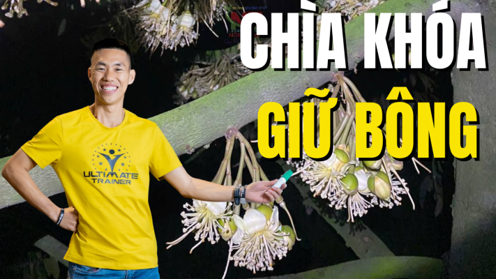 Giữ bông sầu riêng bằng quản trị dinh dưỡng và bón phân hợp lý