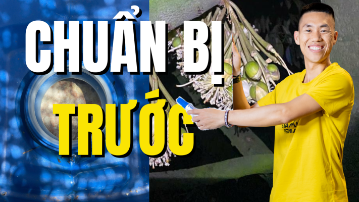 Chuẩn bị dinh dưỡng trước khi xổ nhụy sầu riêng để tăng tỷ lệ đậu trái