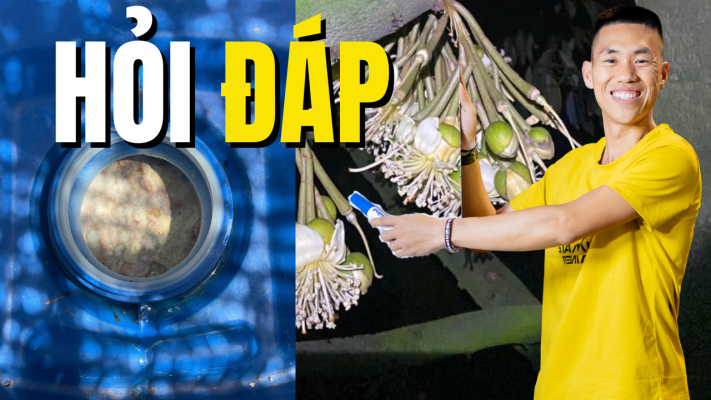 Hỏi đáp kỹ thuật xổ nhụy sầu riêng và cách hạn chế rụng trái