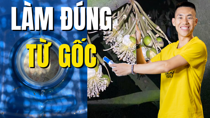 Làm đúng từ gốc để hạn chế rụng khi xổ nhụy sầu riêng