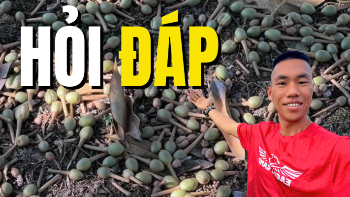 3 hồi đáp về nguyên nhân rụng bông sầu riêng do bón phân đạm cao