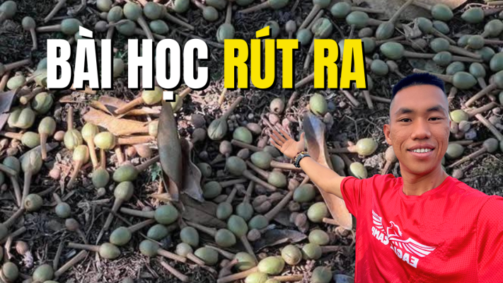 Bài học rút ra khi bón phân sầu riêng sai cách khiến rụng bông và rụng trái hàng loạt sau mưa