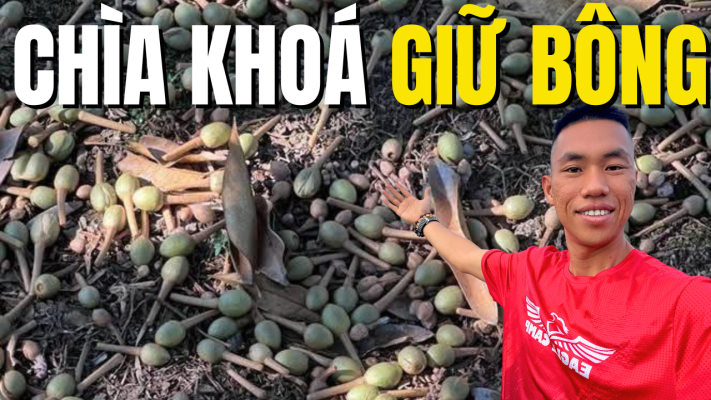 Chìa khóa giữ bông sầu riêng bằng cách bón phân đúng tỷ lệ C/N