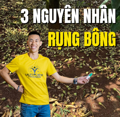 3 nguyên nhân rụng bông sầu riêng khi đang xổ nhuỵ mà chủ vườn cần biết