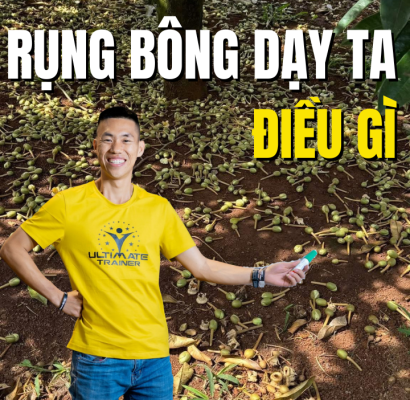 Rụng bông sầu riêng dạy người trồng bài học gì trong giai đoạn xổ nhuỵ