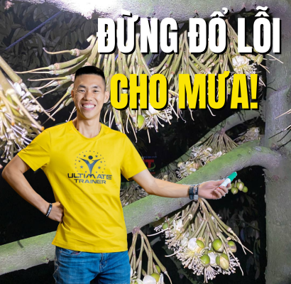 Đừng đổ lỗi cho mưa khi rụng trái sầu riêng