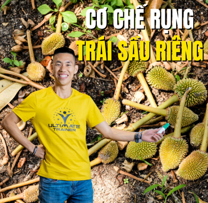 Cơ chế rụng trái non sầu riêng dưới gốc