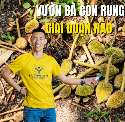 Vườn sầu riêng rụng trái ở nhiều giai đoạn khác nhau